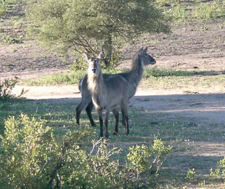0631_waterbucks