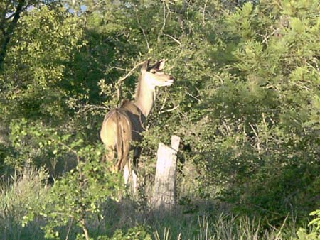 0733_kudu