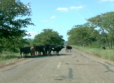 0767_cows