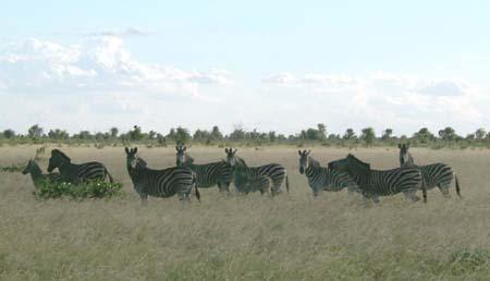 0833_manyzebras