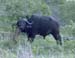 0694_buffalo_bull