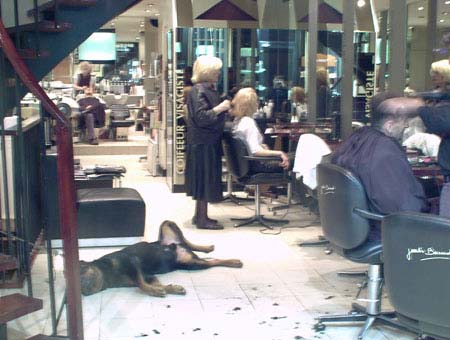 177_dogbarber