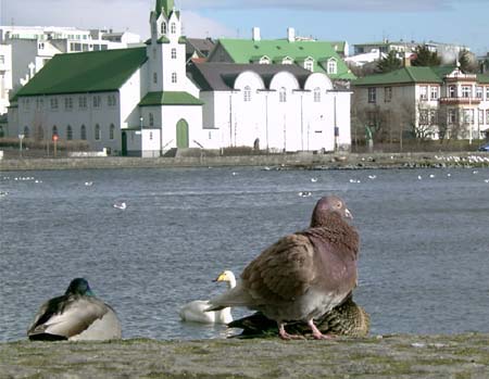 141_pigeon_church