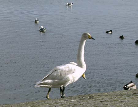 151_swan