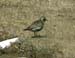 409_golden_plover_med